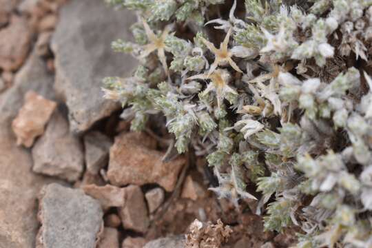 Imagem de Phlox hoodii subsp. muscoides (Nutt.) Wherry