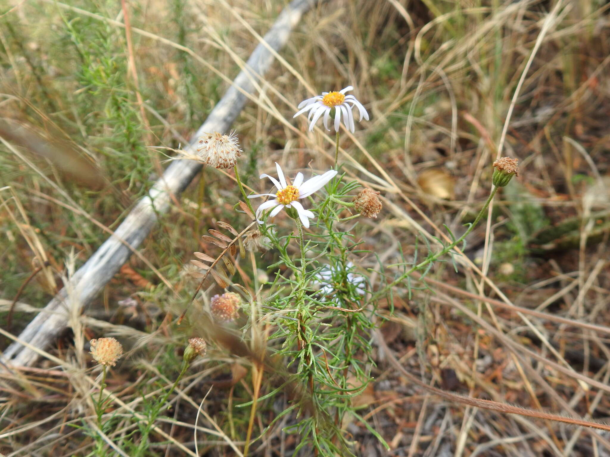 Image of Felicia muricata (Thunb.) Nees