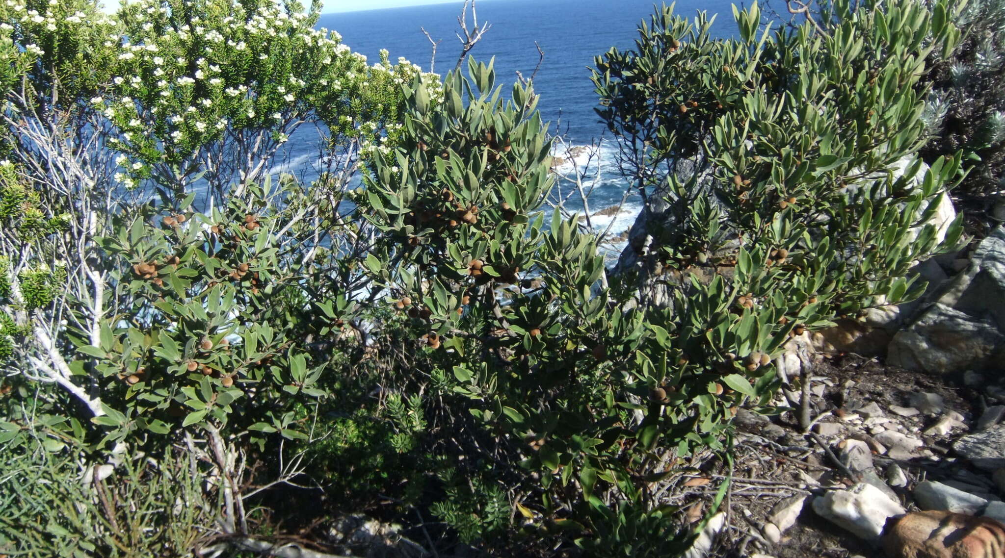 Image of Euclea polyandra (L. fil.) E. Mey. ex Hiern