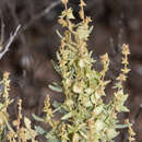 Image of Atriplex paludosa subsp. cordata (Benth.) Aellen