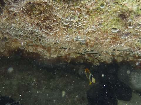 Image of Halfmoon Butterflyfish