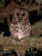 Image of Rusty-barred Owl