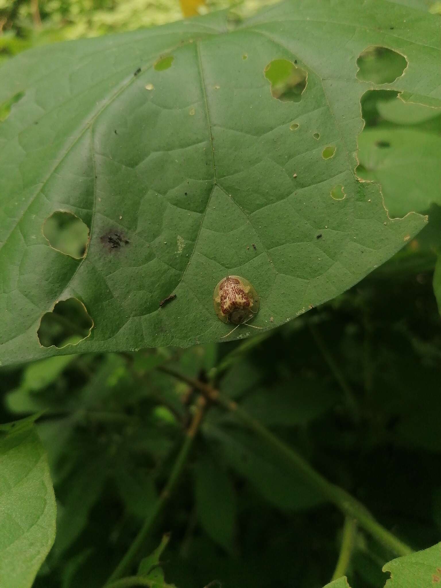 Image of Coptocycla (Psalidonota) leprosa (Boheman 1855)