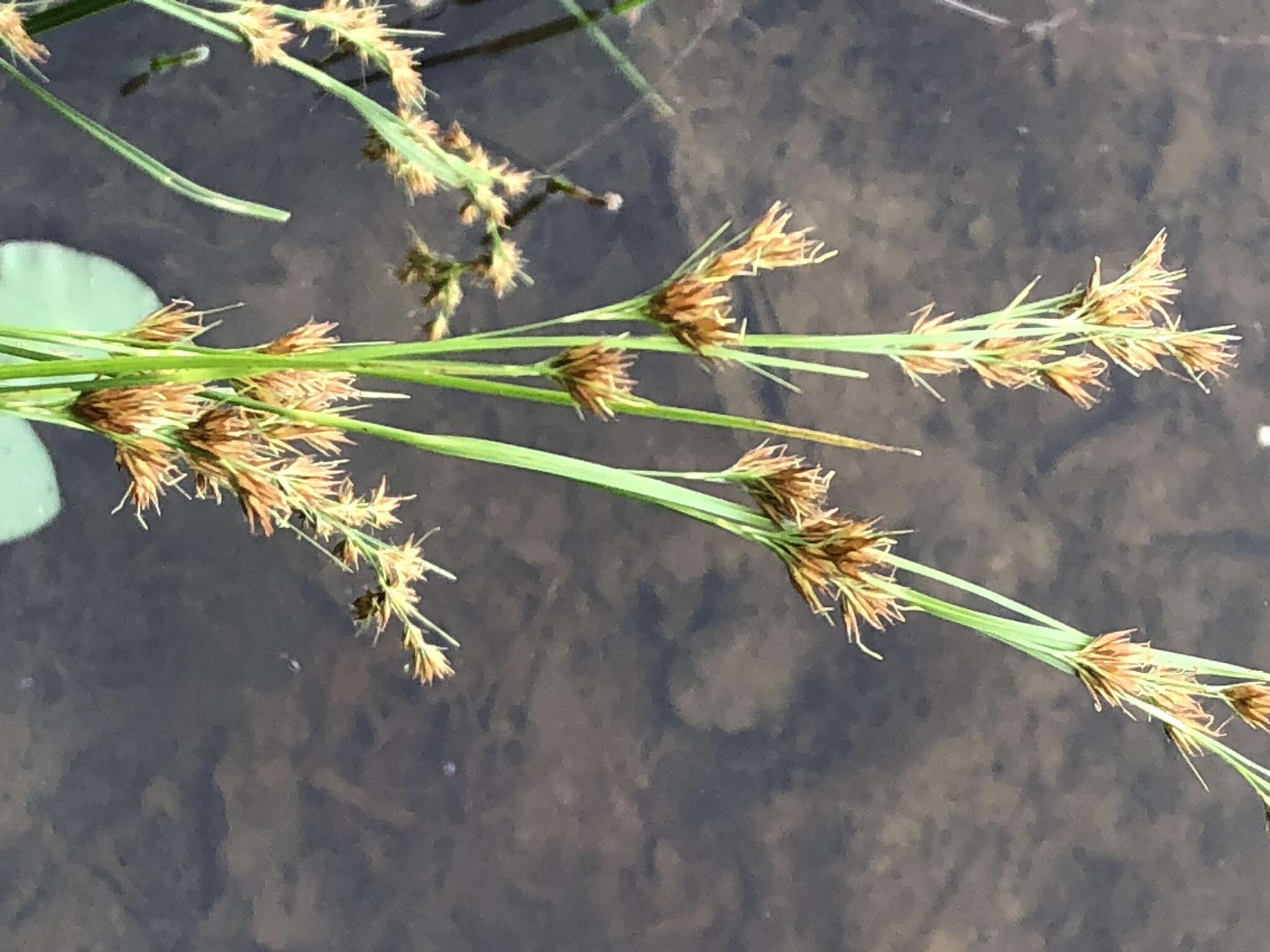 Image of Clustered Beak Sedge