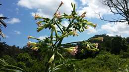 Image of cultivated tobacco