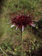 Image of Isostigma peucedanifolium (Spreng.) Less.