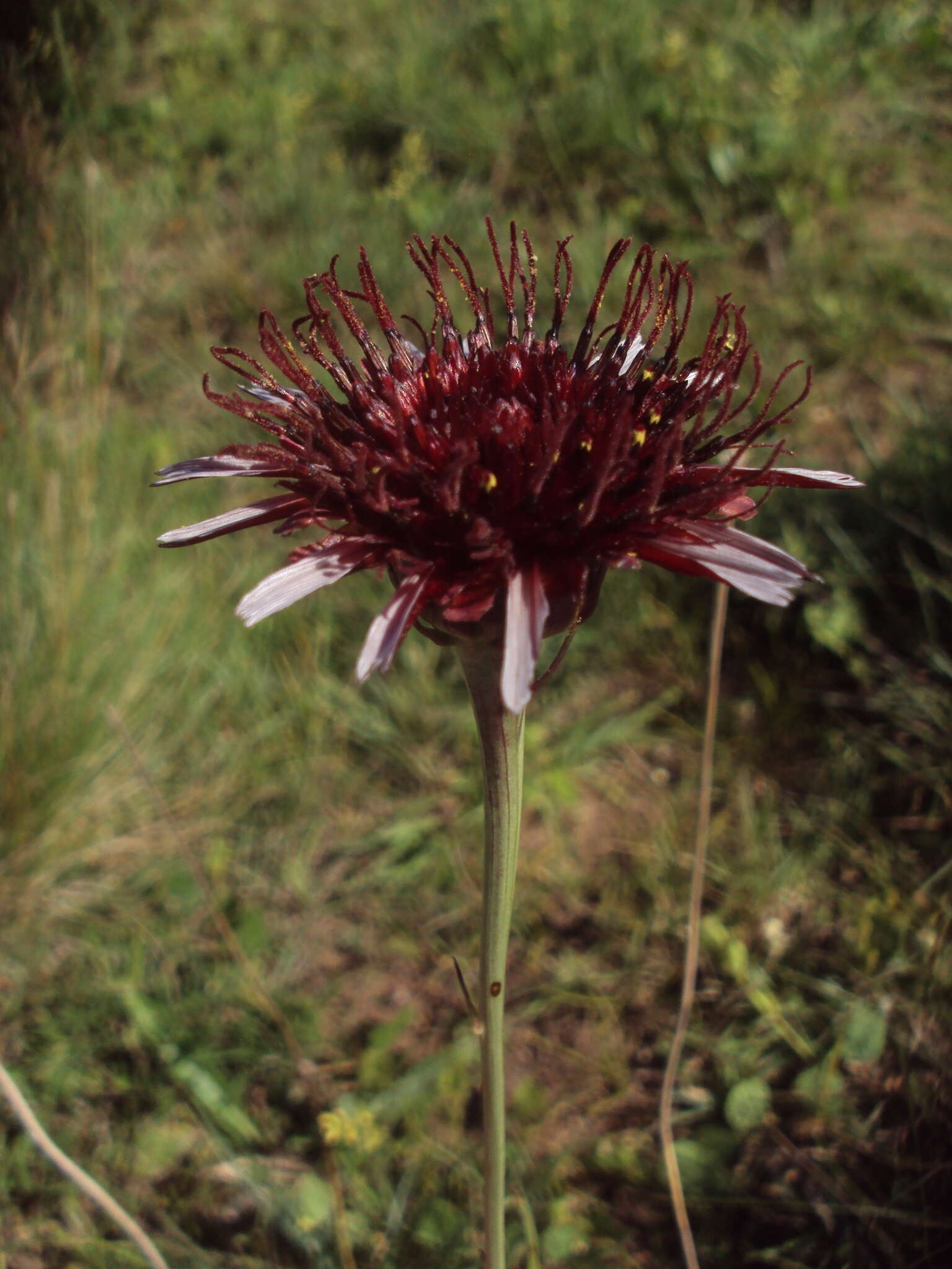 Plancia ëd Isostigma peucedanifolium (Spreng.) Less.