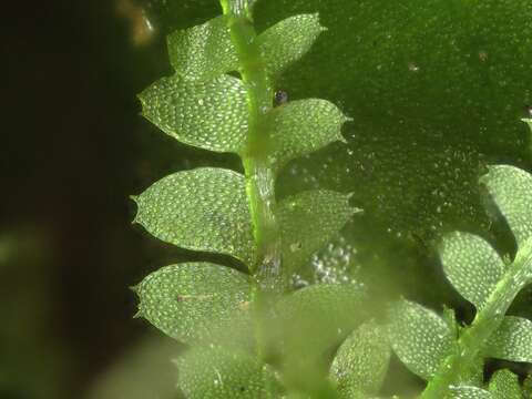 Image of Calypogeia subgen. Asperifoliae (Warnst.) R. M. Schust.