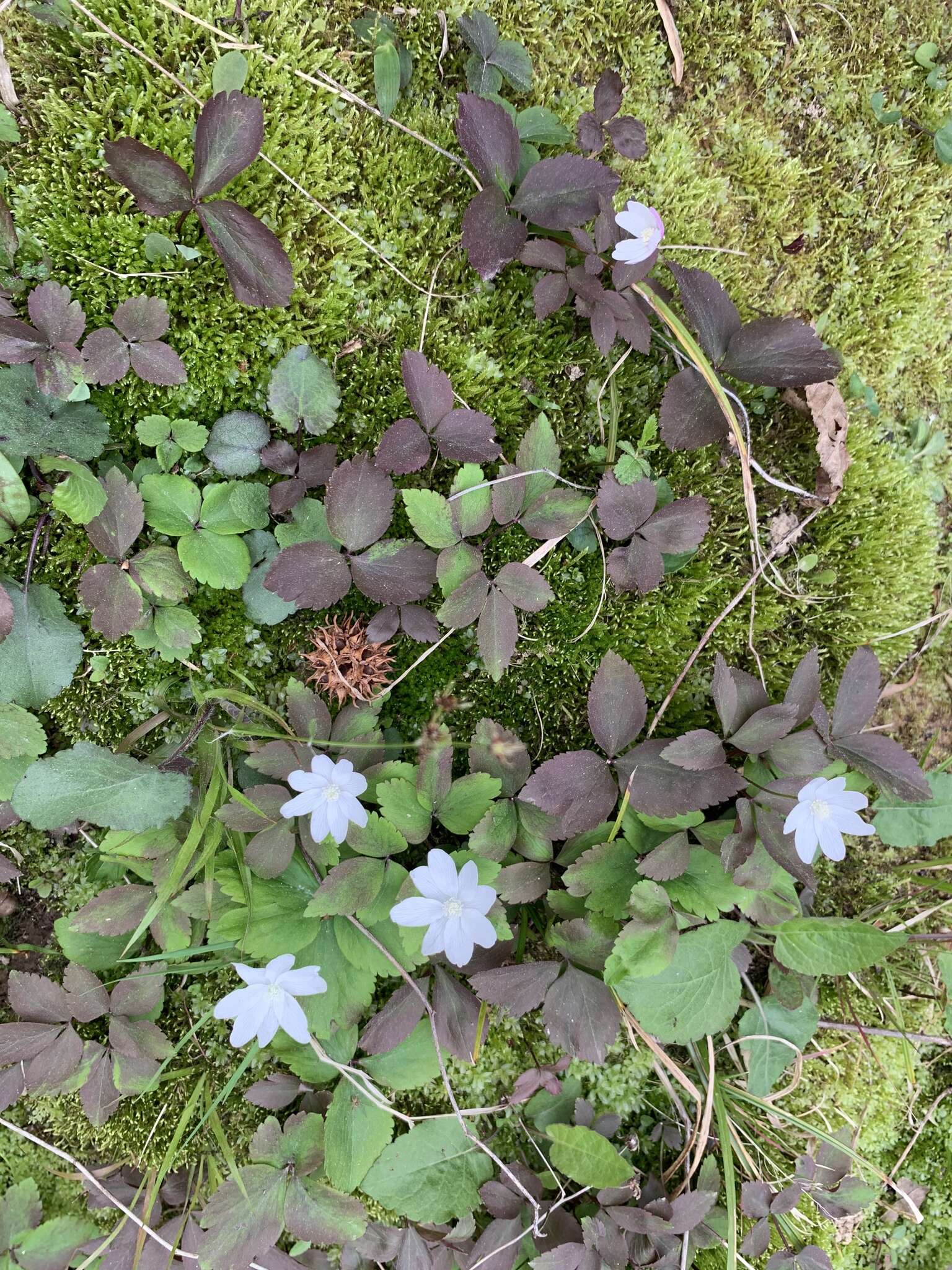 Слика од Anemone lancifolia Pursh