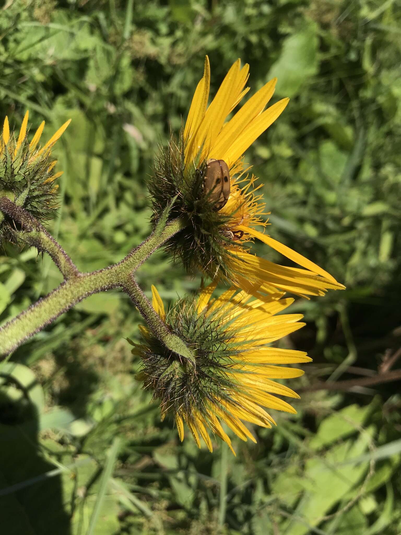 Image of Berkheya speciosa (DC.) O. Hoffm.