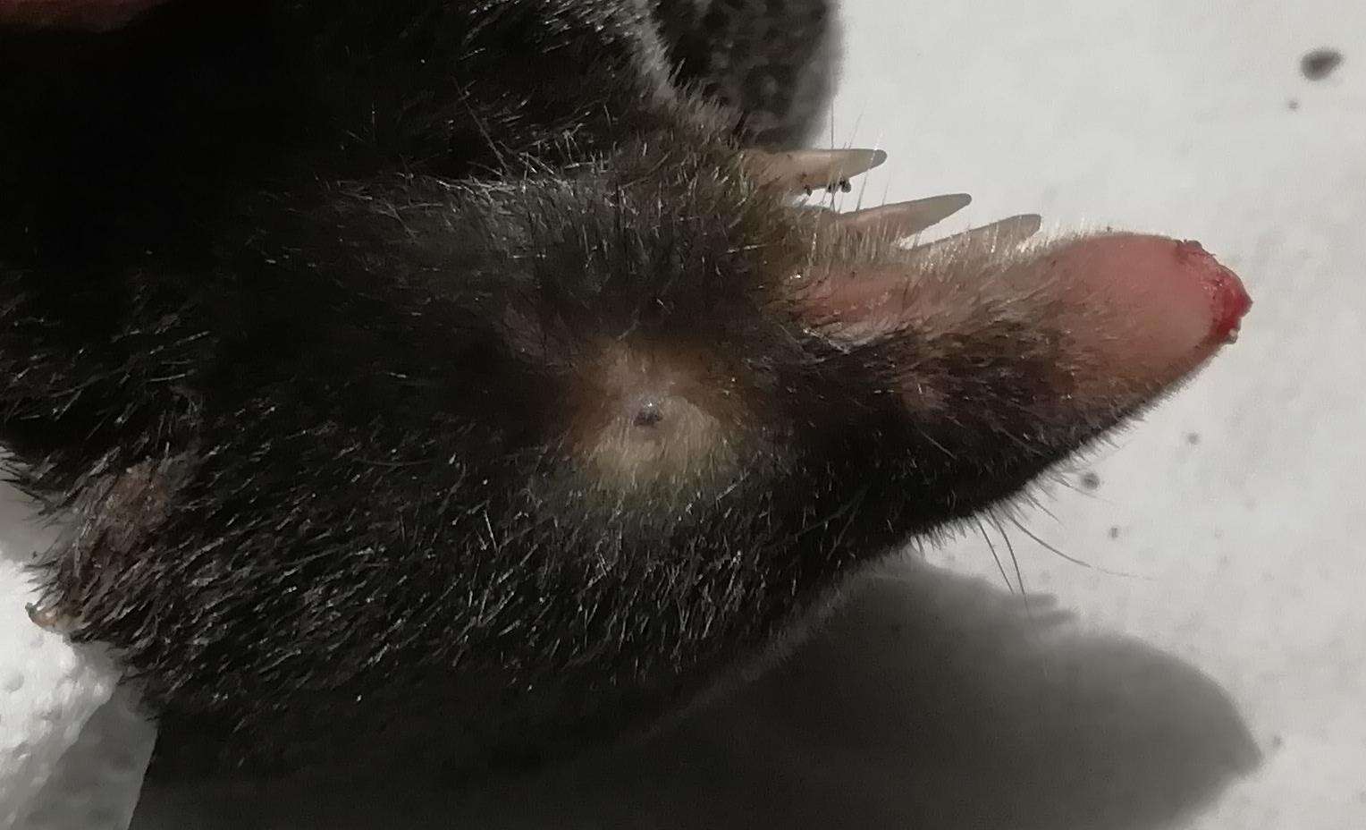 Image of Blind Mole