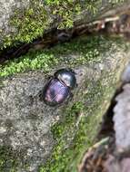 Image of Phelotrupes (Eogeotrupes) laevistriatus (Motschulsky 1857)