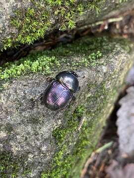 Sivun Phelotrupes (Eogeotrupes) laevistriatus (Motschulsky 1857) kuva