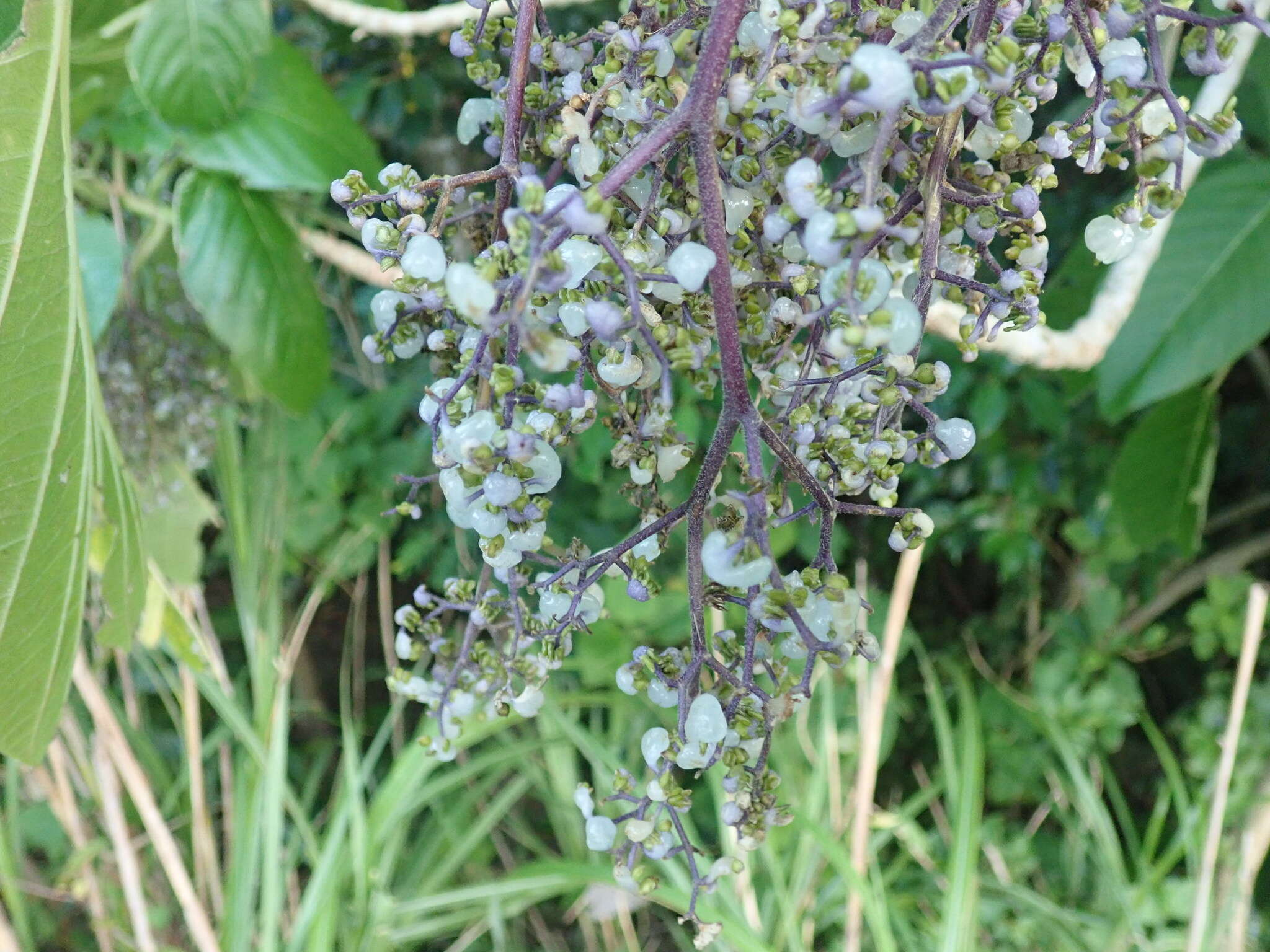 Image of Dendrocnide meyeniana (Walp.) Chew