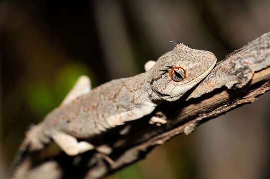 Image of Northern Spiny-tailed Gecko