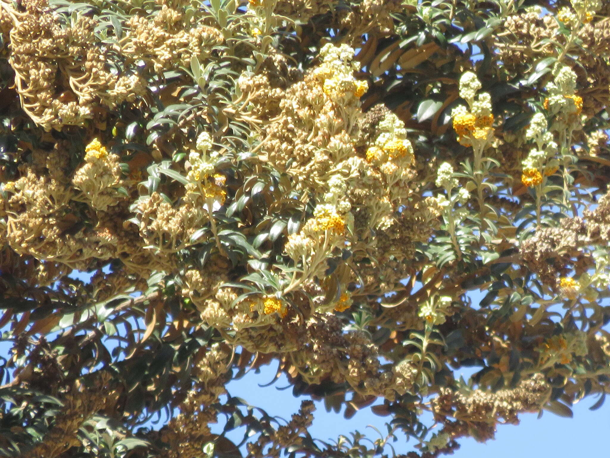 Buddleja coriacea Remy resmi