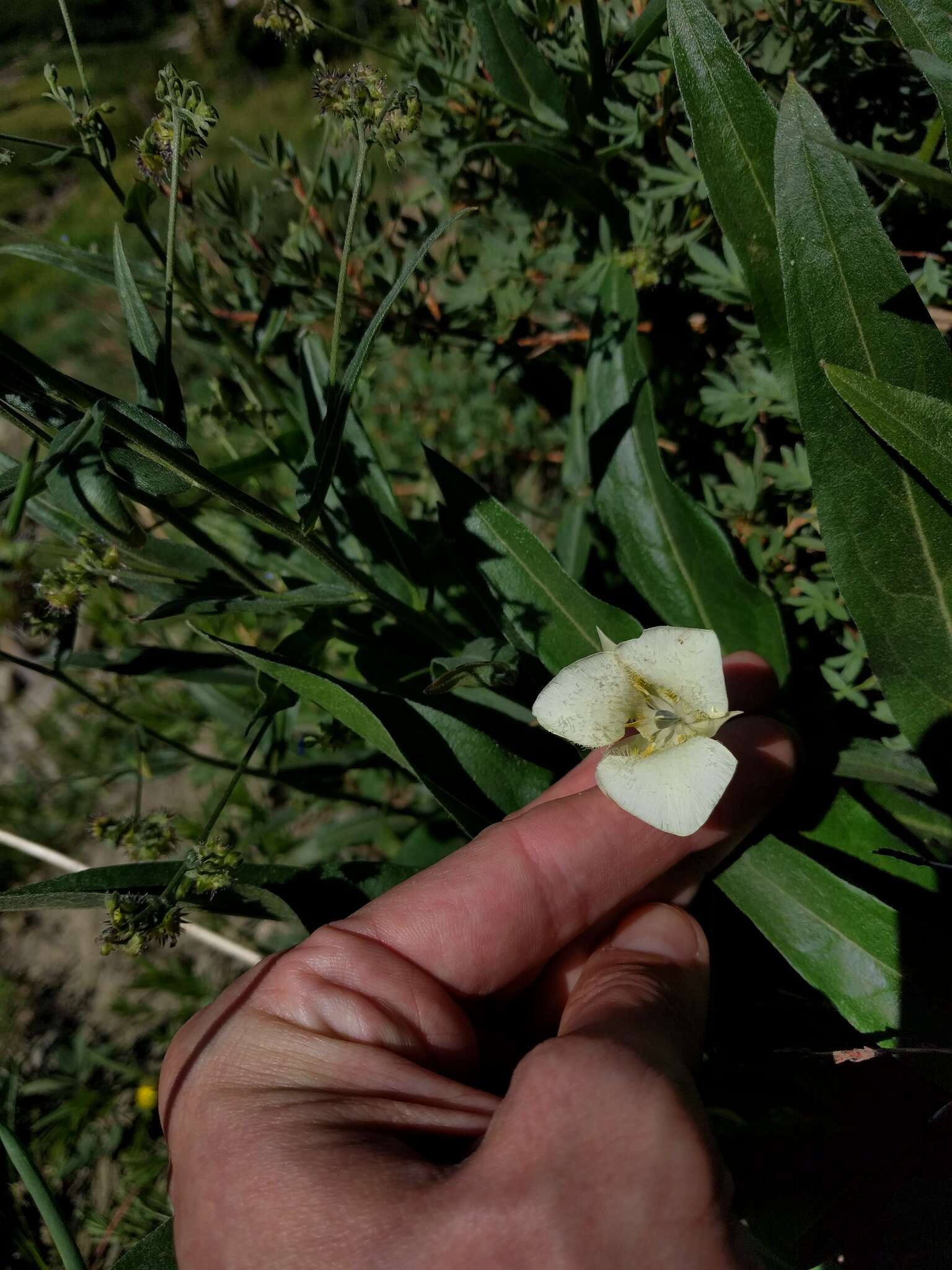 Image de Calochortus apiculatus Baker