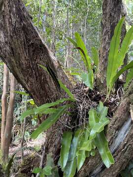 Imagem de Elaphoglossum aemulum (Kaulf.) Brack.