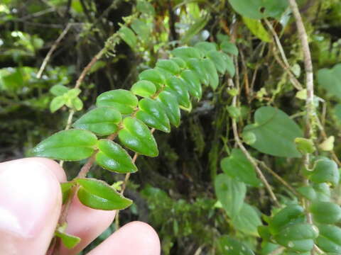 Image of Columnea microcalyx Hanst.