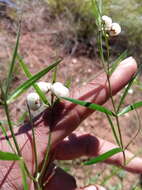 Image of Asparagus simulans Baker