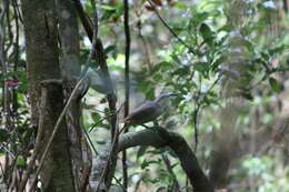 Image of Paradise Riflebird