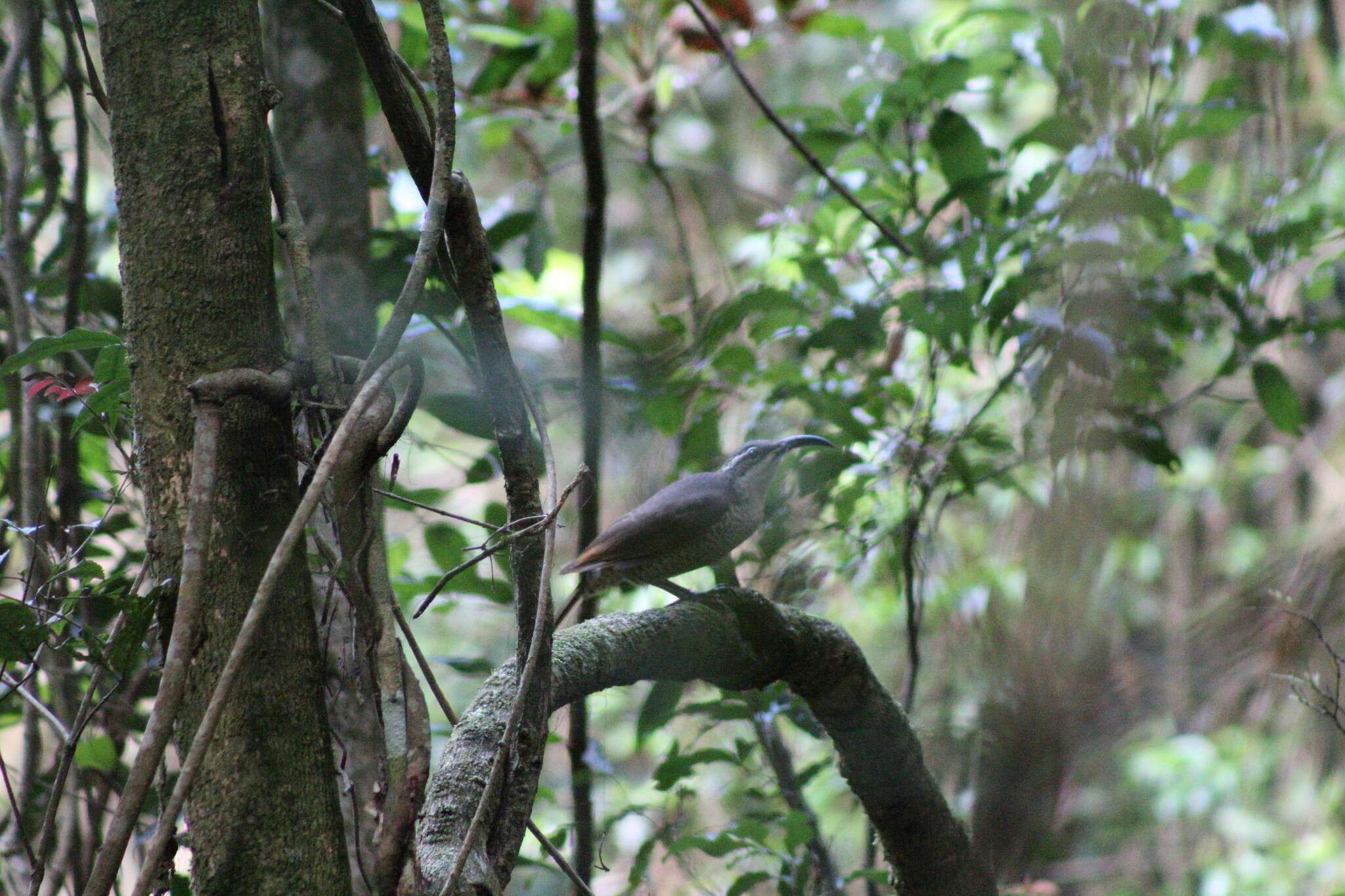 Image of Paradise Riflebird