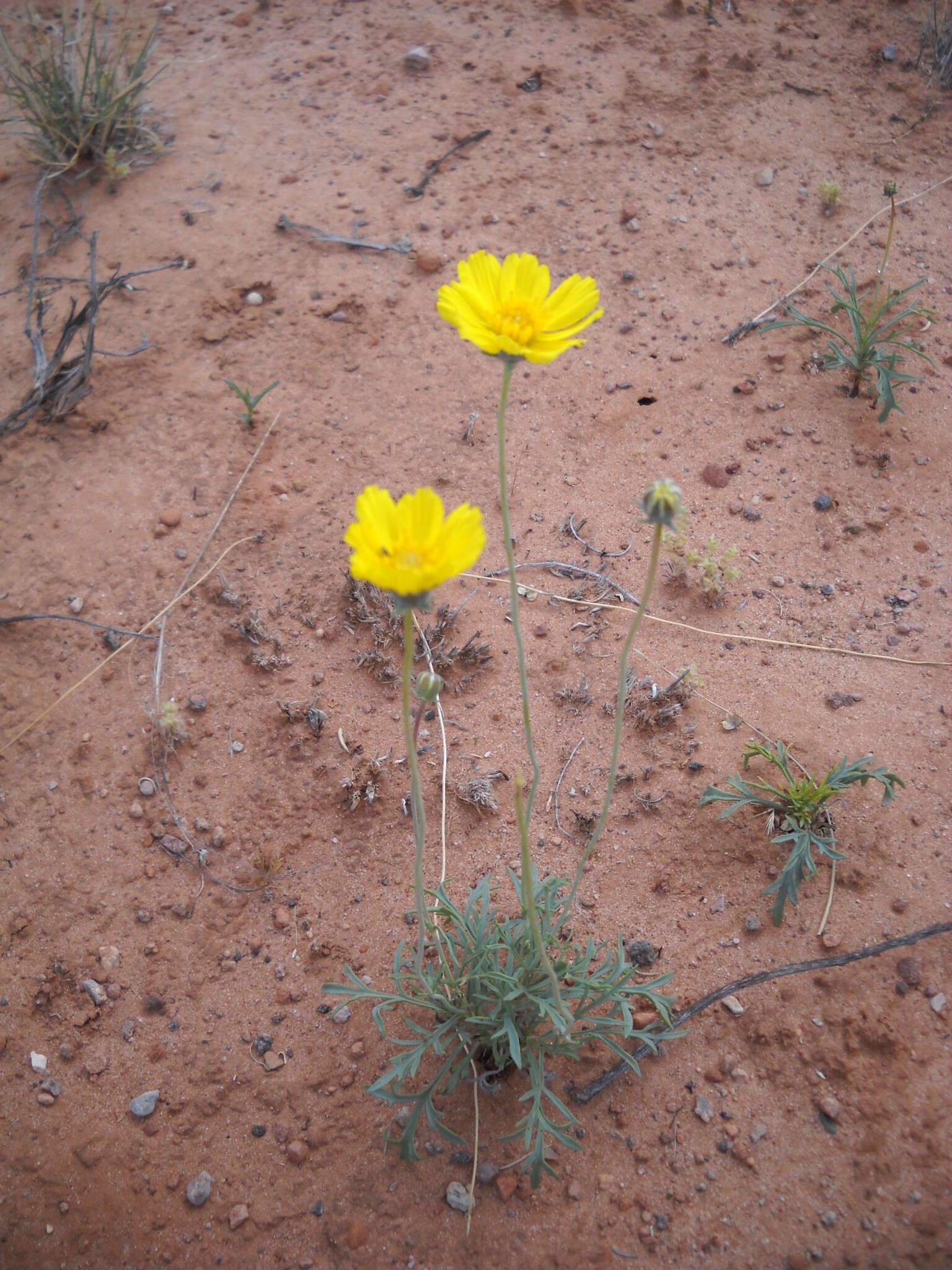 Image de Thelesperma subnudum A. Gray