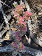 Image of rosy bluebush