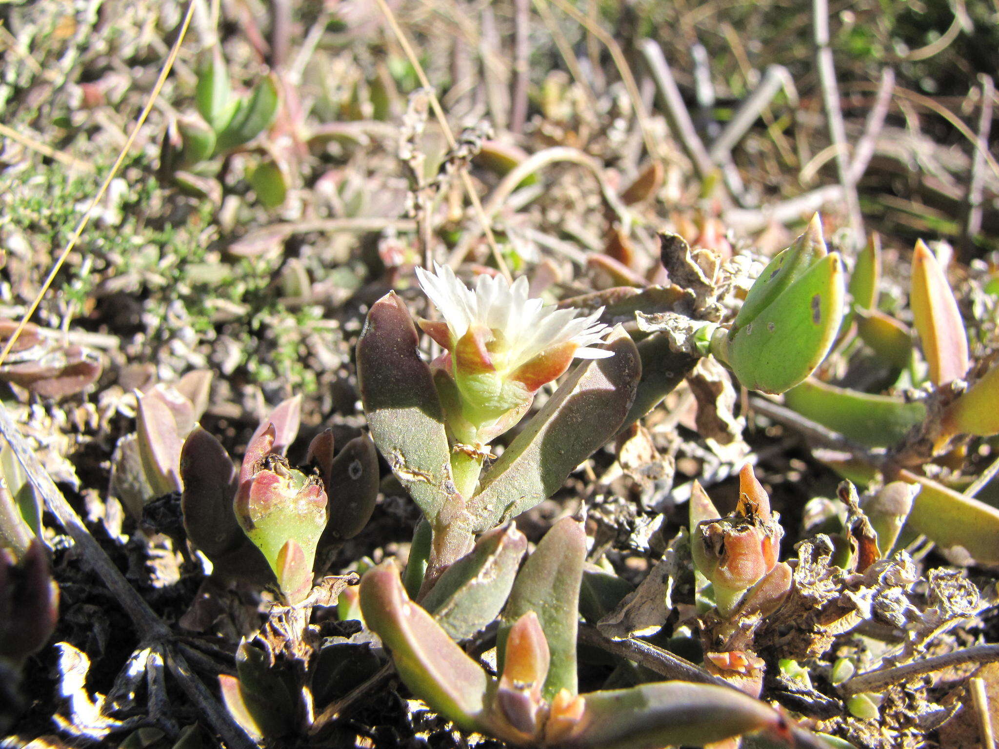 Imagem de Delosperma litorale (Kensit) L. Bol.