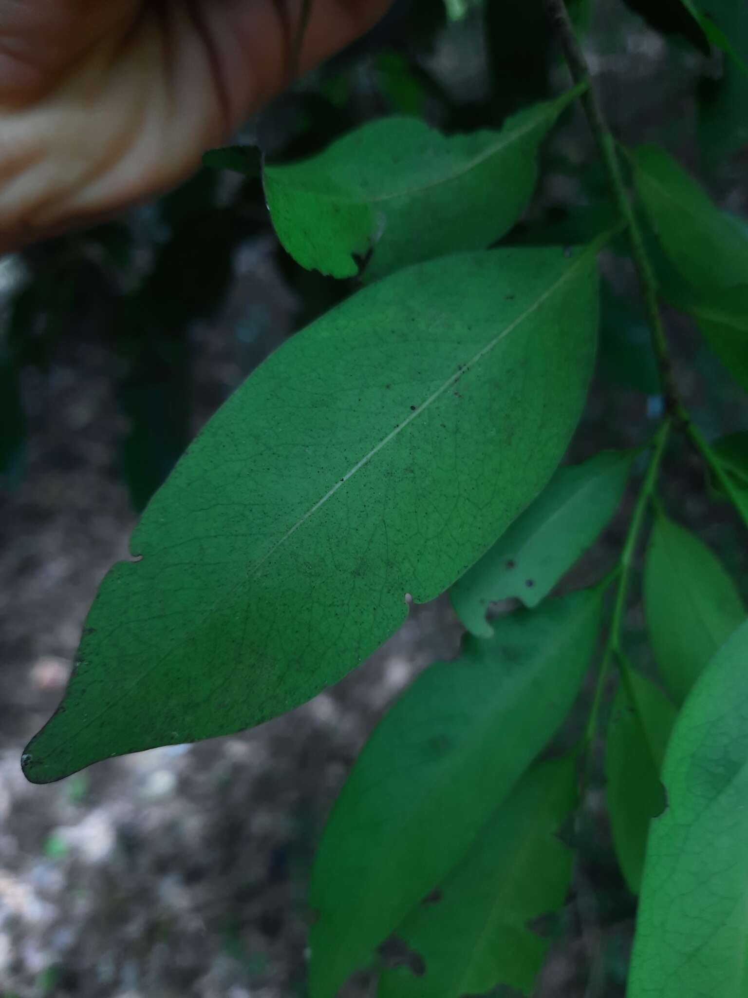 Image of Diospyros affinis Thwaites