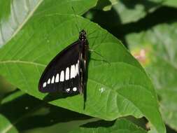 Image of White-banded Swallowtail