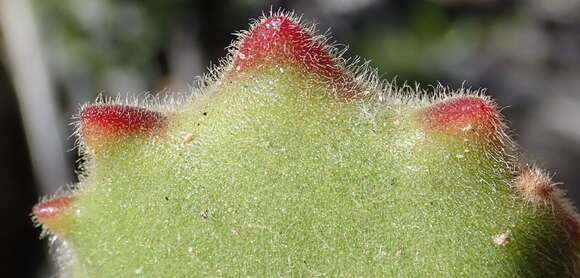 Image of Cotyledon tomentosa subsp. tomentosa