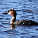 Plancia ëd Podiceps cristatus infuscatus Salvadori 1884