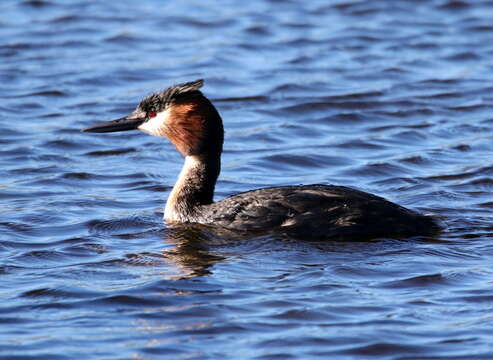 Image of Podiceps cristatus infuscatus Salvadori 1884