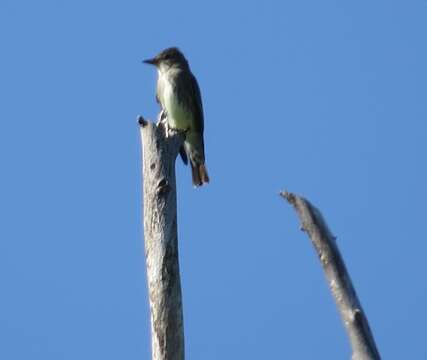 Image of Olive-Sided Flycatcher