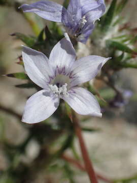 Image of desert woollystar