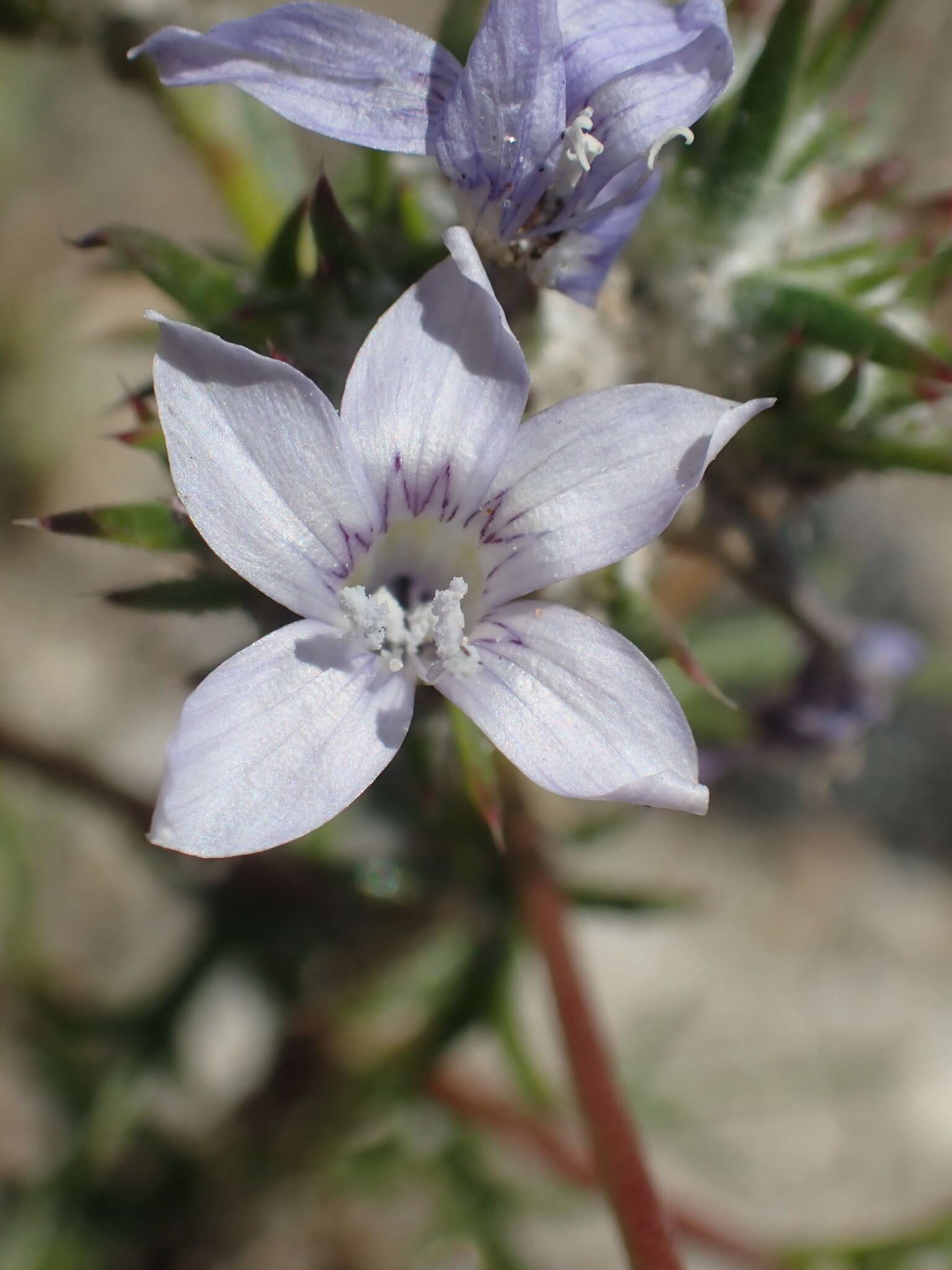 Imagem de Eriastrum eremicum subsp. eremicum