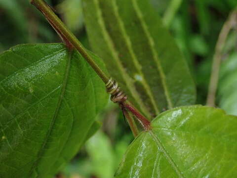 Image of Passiflora chelidonea Mast.