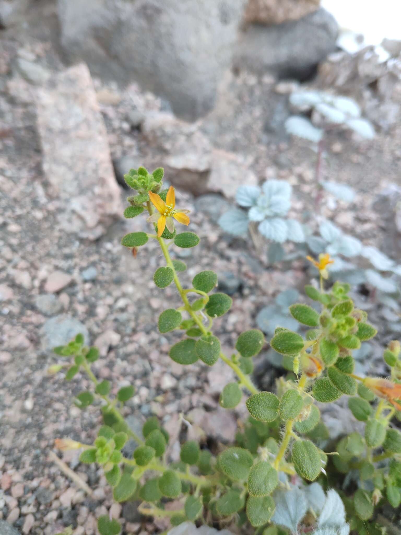 Слика од Thulinella chrysantha (Decne.) Roalson & J. C. Hall