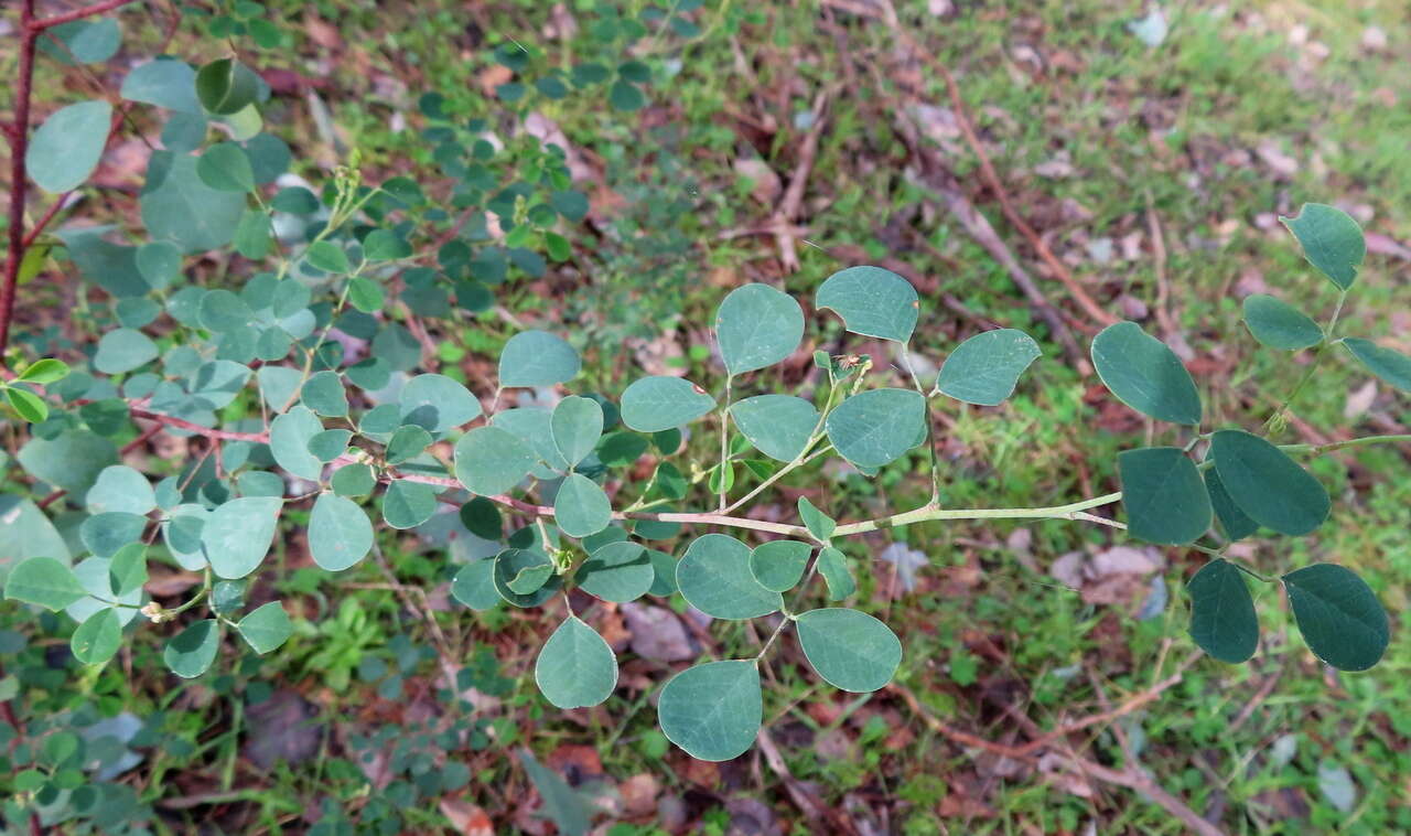 Image of Goodia medicaginea F. Muell.