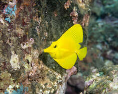 Image of Lemon Sailfin