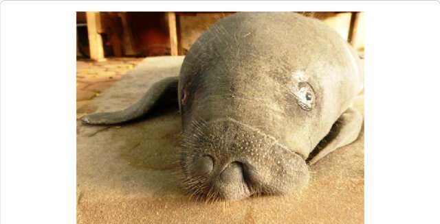 Image of African Manatee