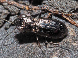 Image of Rough-necked Springtail-stalker