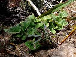 Imagem de Ourisia macrophylla Hook.