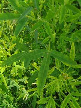 Plancia ëd Crotalaria goreensis Guill. & Perr.