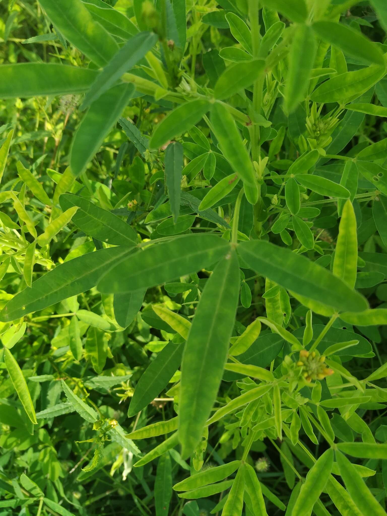 Crotalaria goreensis Guill. & Perr. resmi