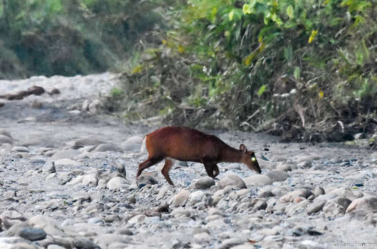 Image of Barking Deer