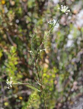 Image of Pimelea longiflora R. Br.