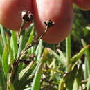 Image of Ruschia geminiflora (Haw.) Schwant. apud Jacobsen