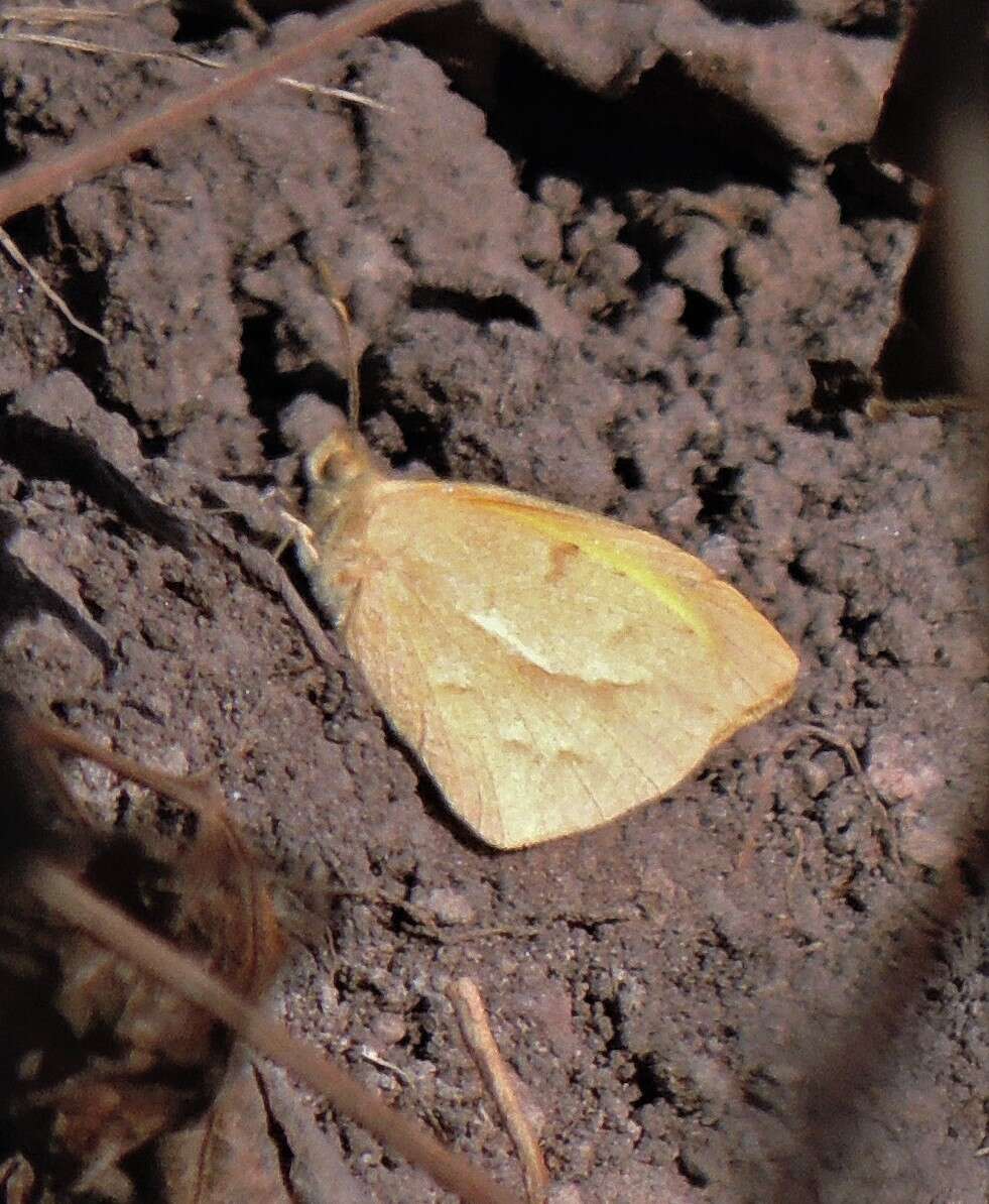 Image of Teriocolias